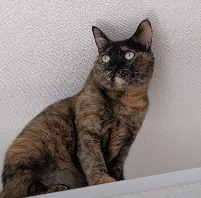 ねこ　モモちゃん