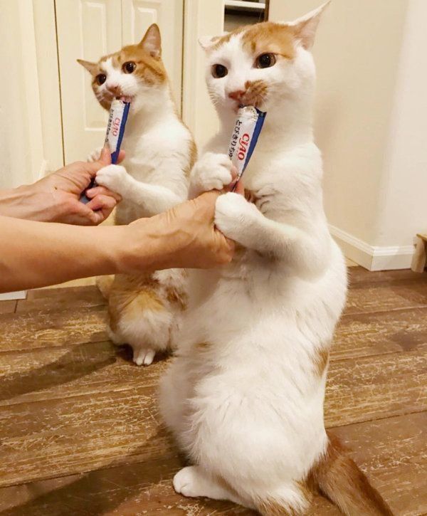 猫のいちごちゃんとタルトちゃん