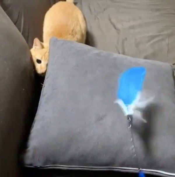 猫じゃらしで遊ぶ猫