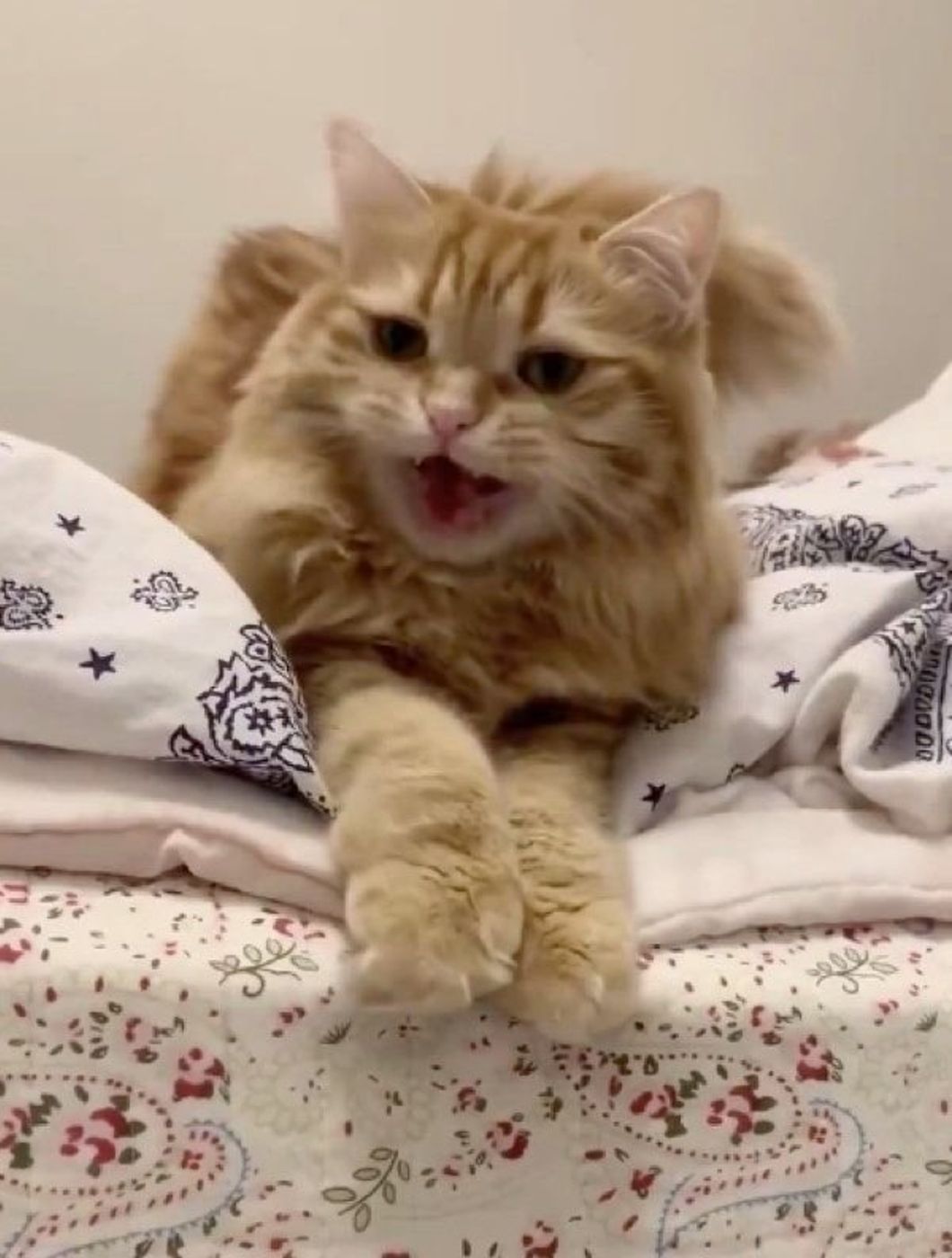 こんな顔をされたら チーズを見た猫の くれくれ アピールがたまらん ねこのきもちweb Magazine こんな顔をされたら チーズを見た猫の くれくれ アピールがたまらん ねこのきもちweb Magazine