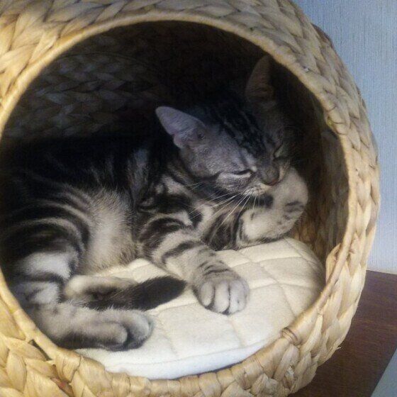 ドーム型のベッドに入るレオくん