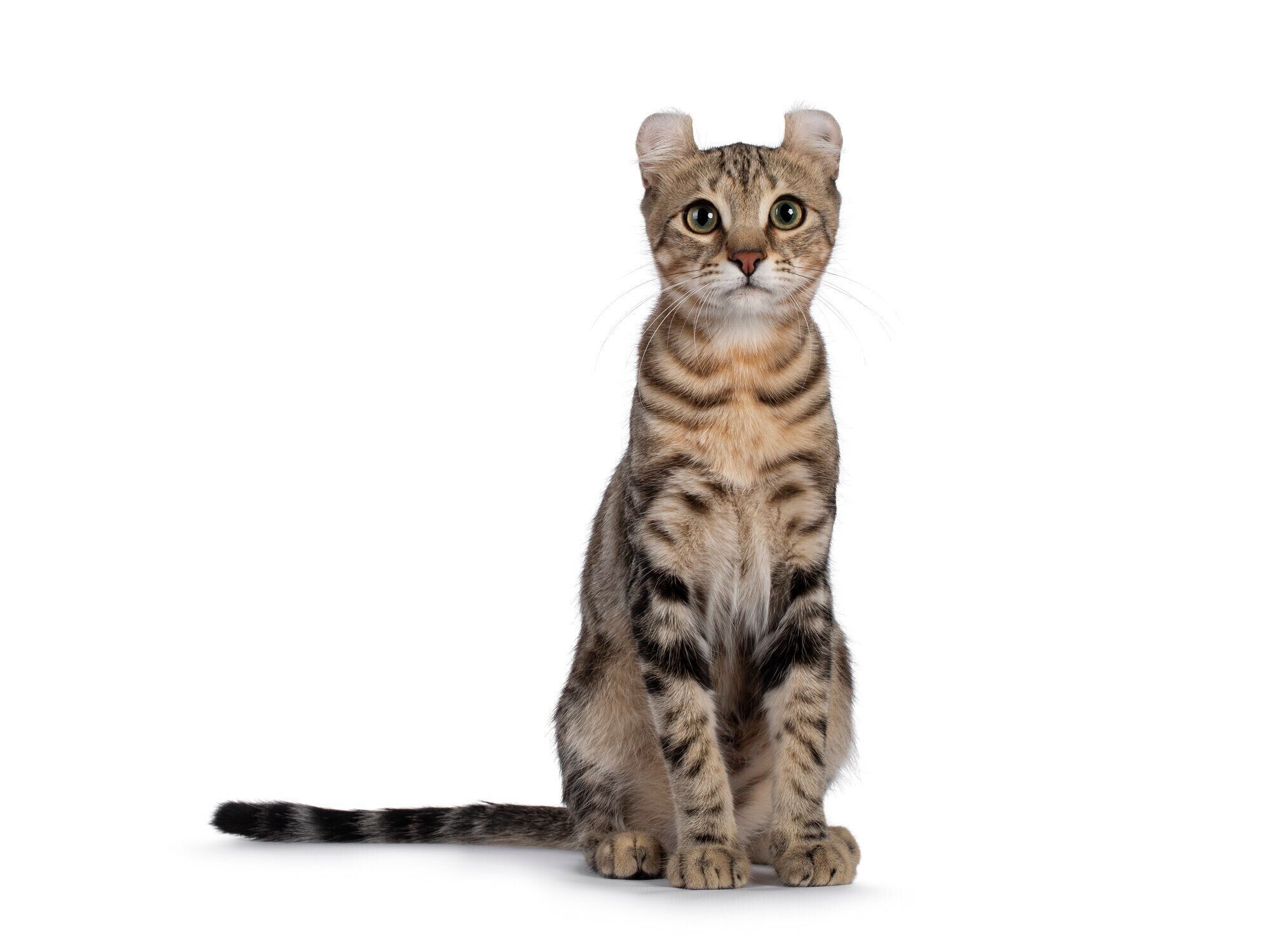 アメリカンカール