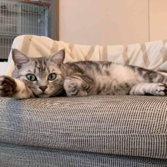 ソファでくつろぐアメリカンショートヘア