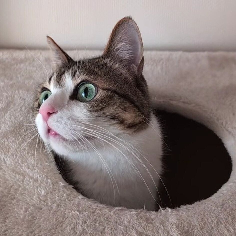 お気に入りの寝場所近くにきたすずめくん