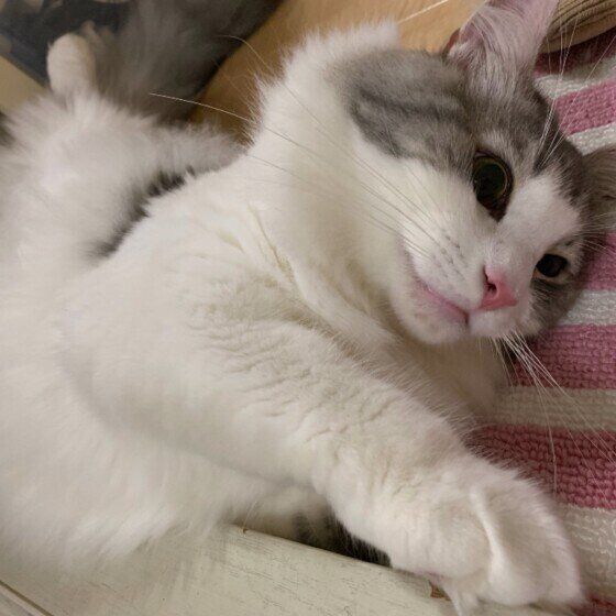 ノルウェージアンフォレストキャット　ごろごろのるのる