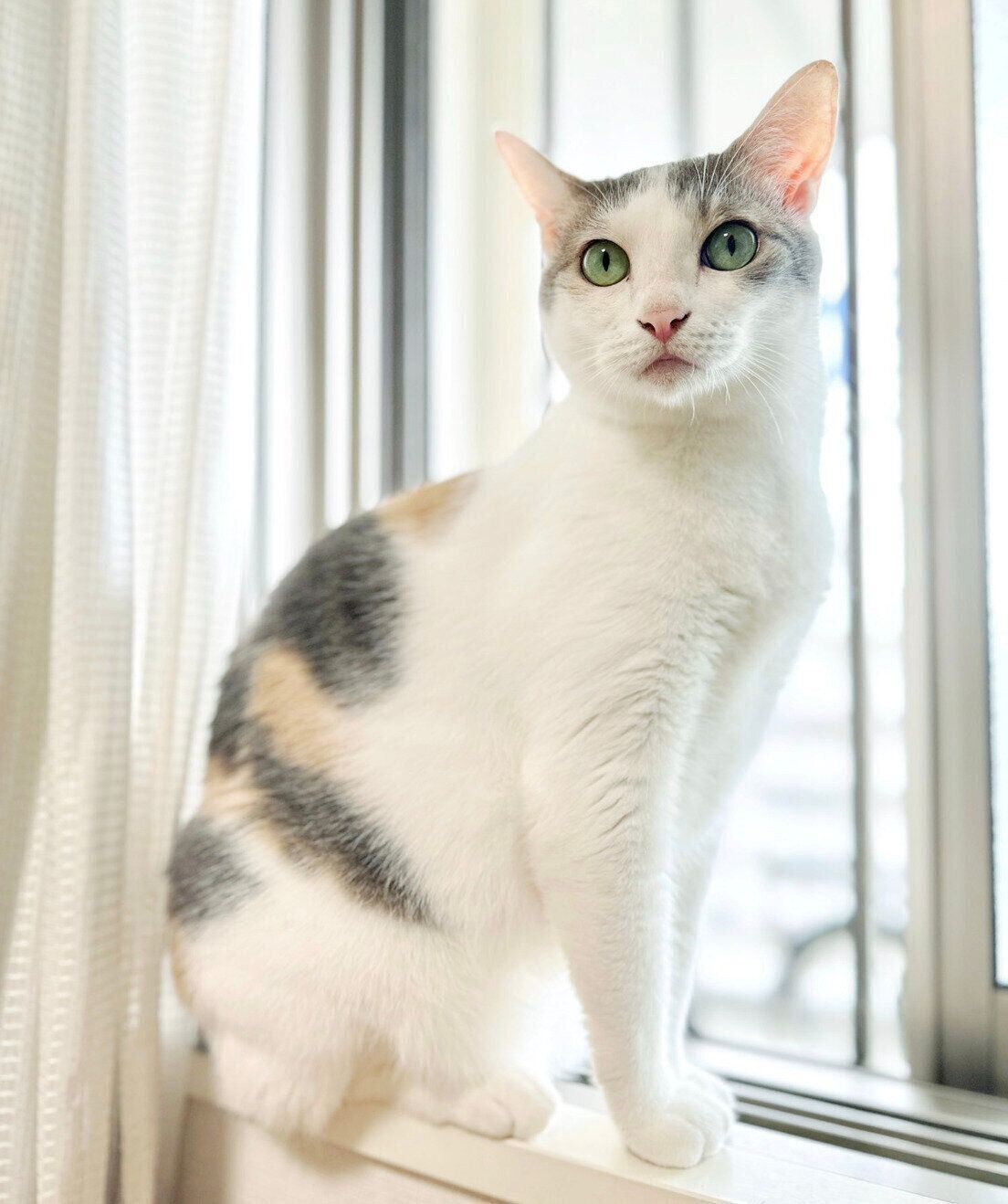 見つめるしらたまちゃん