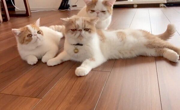 まったりする猫たち