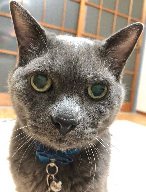 見つめるニャーゴチンちゃん