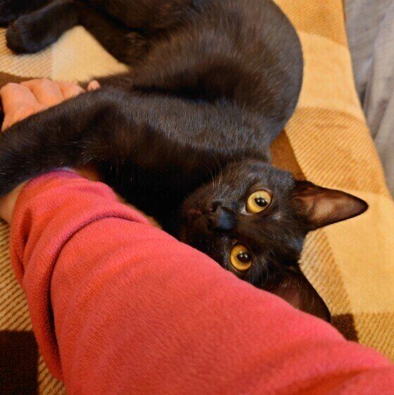 黒MIXのルアナちゃん