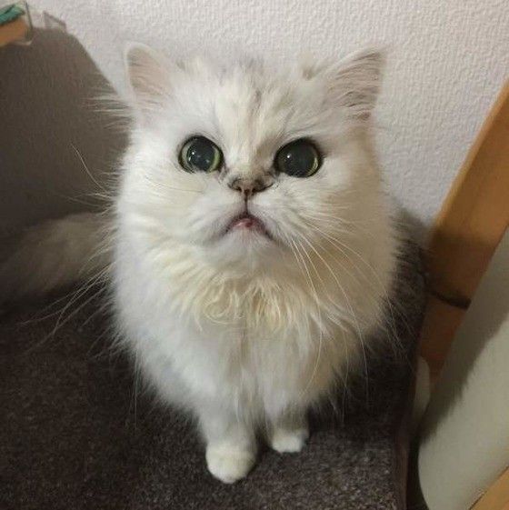 見つめるペルシャ