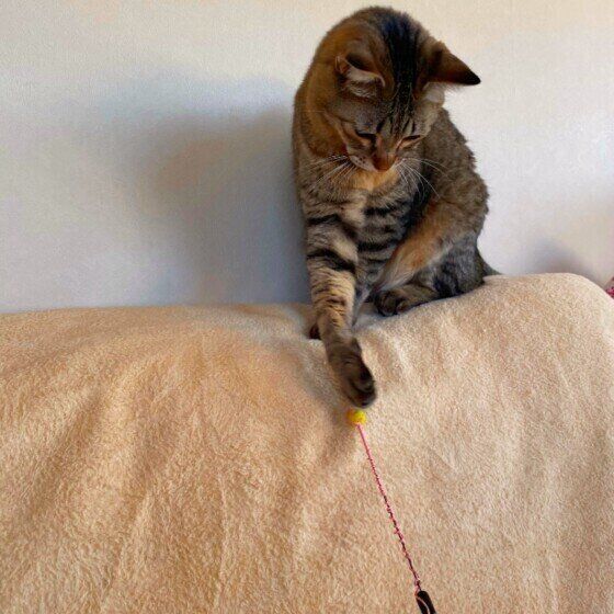 ちょいちょいするくーちゃん