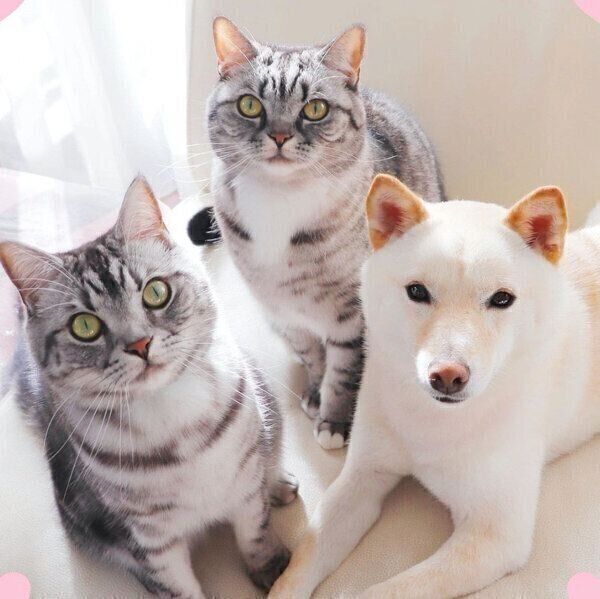 カメラ目線をキメるあずきちゃん、むぎちゃん、あんずちゃん