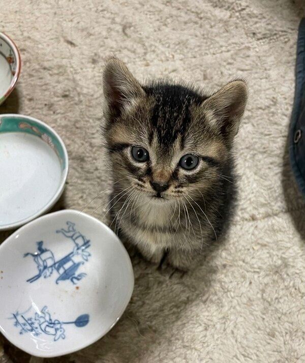 新入り猫ちゃん