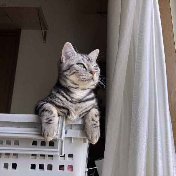 アメリカンショートヘアのつむぎちゃん♪