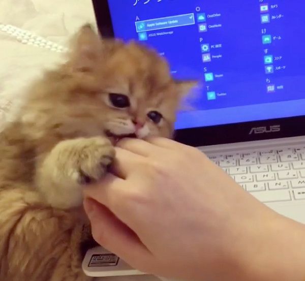 パソコンを邪魔する子猫