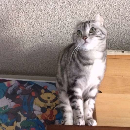 高いところにのぼるアイルちゃん