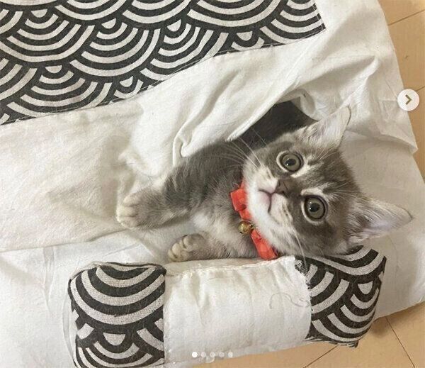 お布団でくつろぐみりんくん