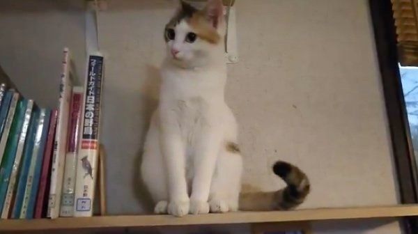 くつろぐはるちゃん