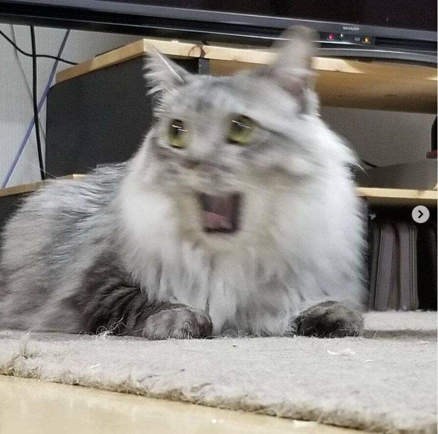 口を開ける猫（オス）