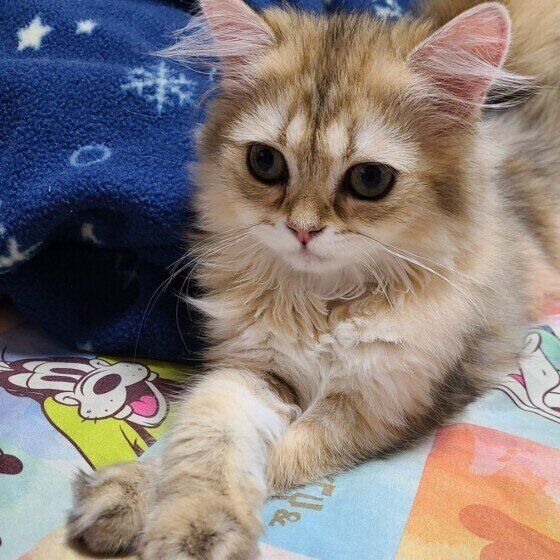 前に投げ出した足をクロスさせているペルシャの子猫