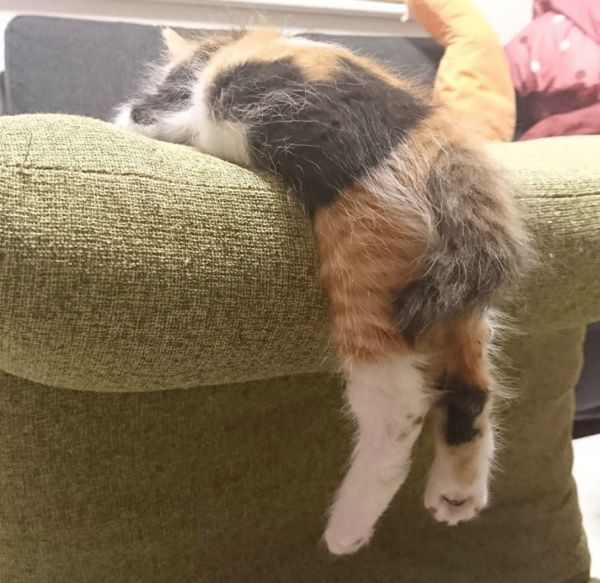 すごい体勢で寝る猫