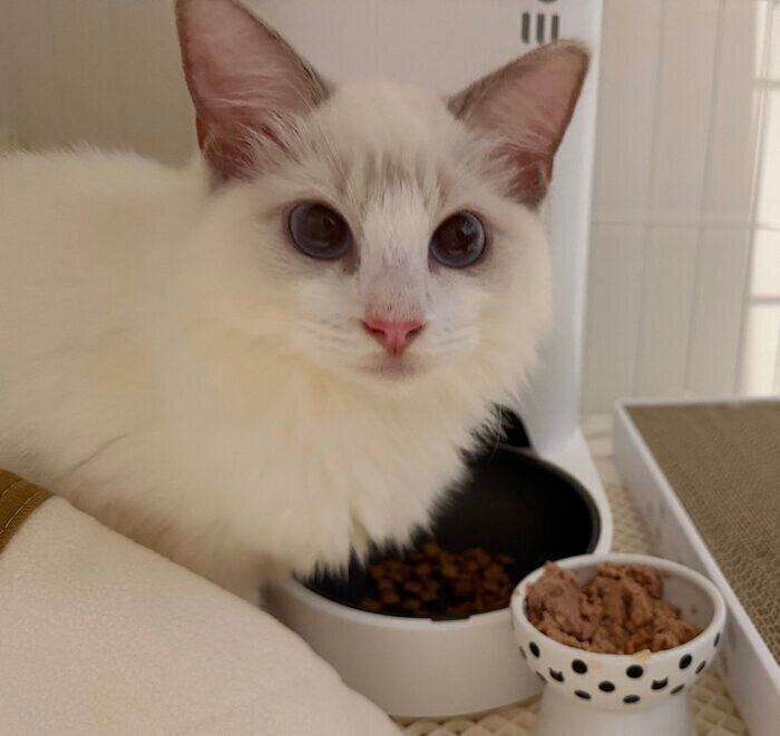 お迎え当時のルルちゃん