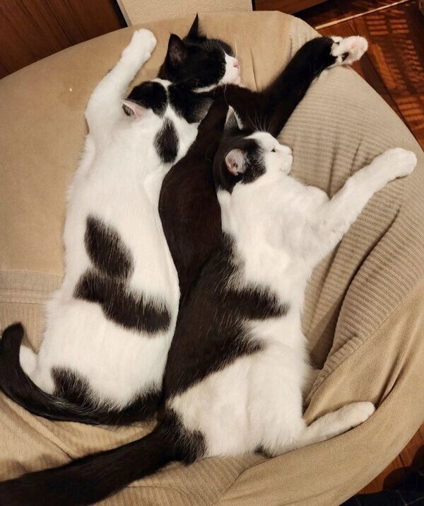 仲良く眠る3匹
