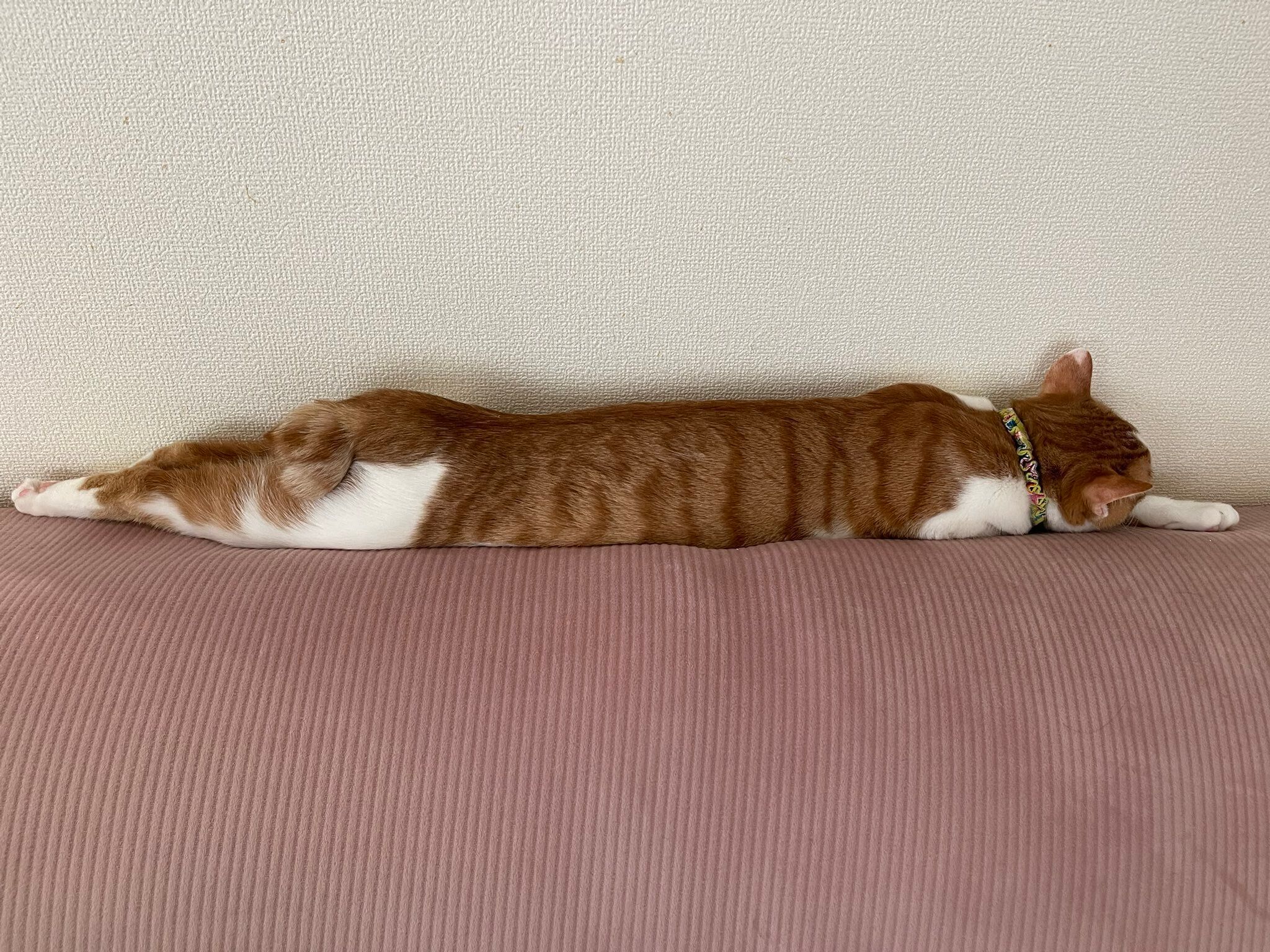 まっすぐ伸びて寝る猫