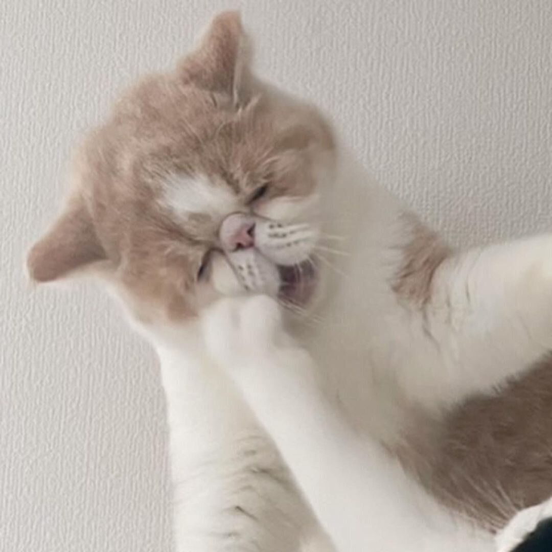 猫パンチをくらったおかゆちゃんの表情に注目