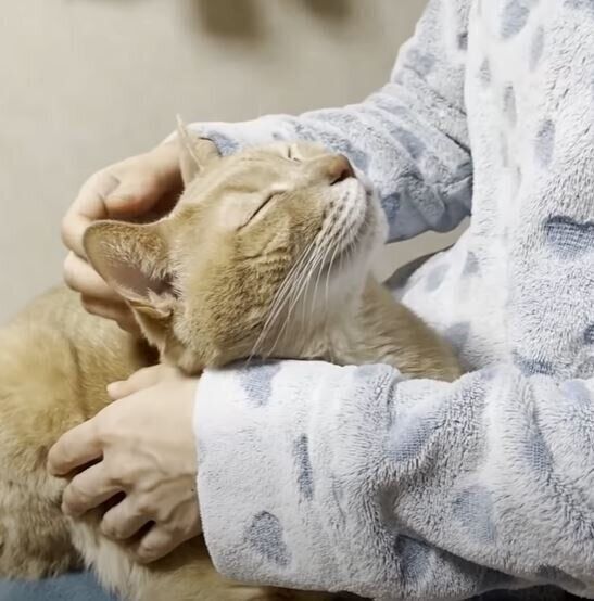 ひざの上にいる猫