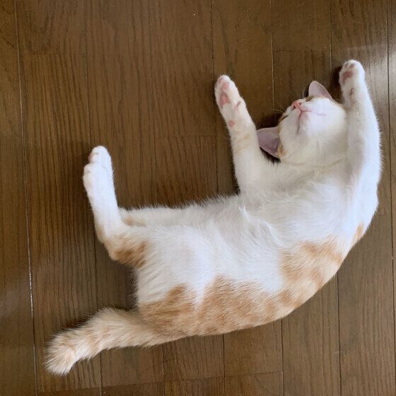 MIX茶×白 ハルくん