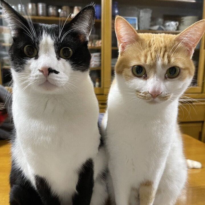 おねだりするように見つめるふうたくんとせんちゃん