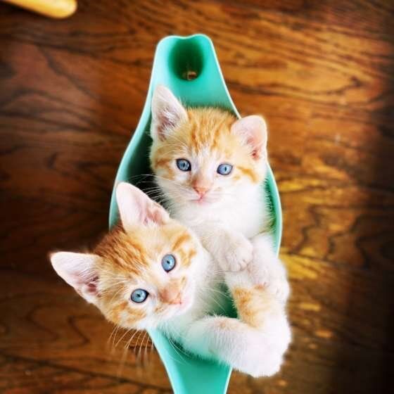 水差しに入る2匹の子猫