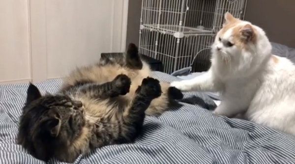 プロレスをするラガマフィンとスコティッシュフォールド