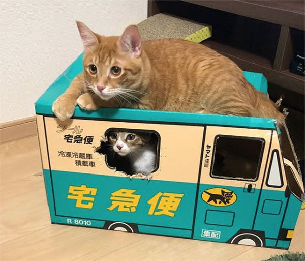くつろぐ猫