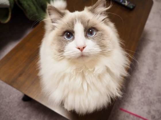 ラグドールのおしろくん