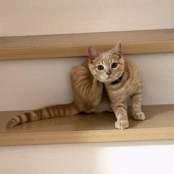 階段で頭をかくブリティッシュショートヘアのまんてんくん