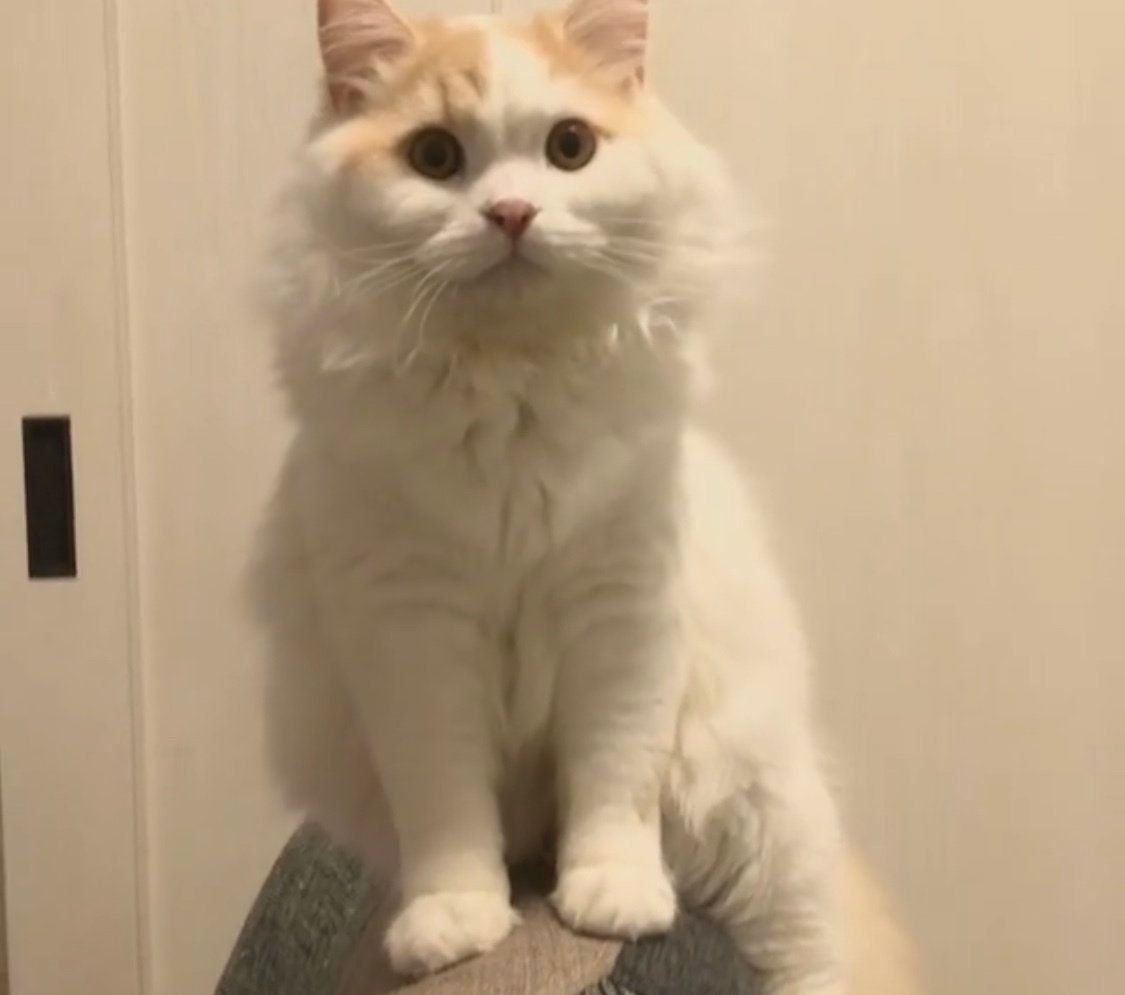 ソファーの背に乗るアポロくん