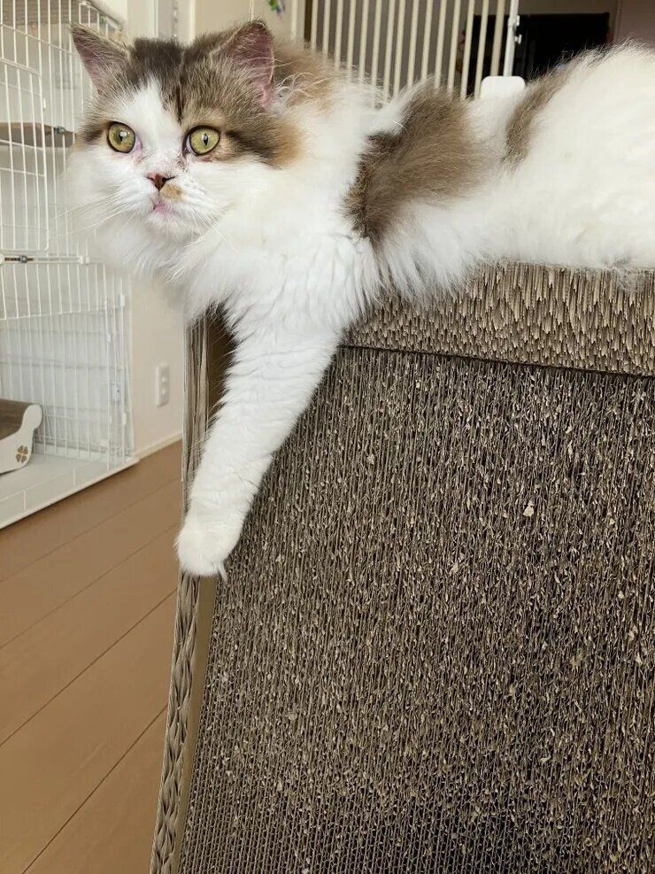 ねこのきもち『きもちテラス』で本テーマにコメントされた写真です。