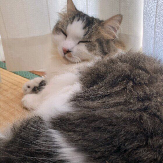 目をつむっている猫