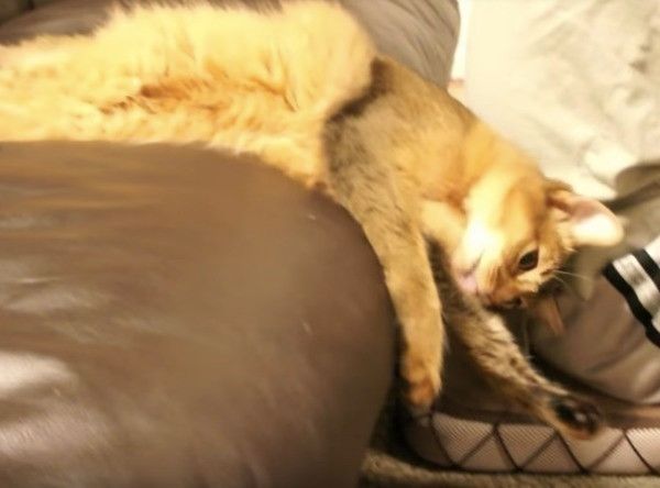 逆ギレニャンコ