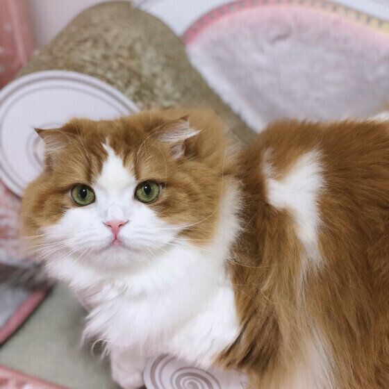 スコティッシュフォールドのさくらちゃん♪