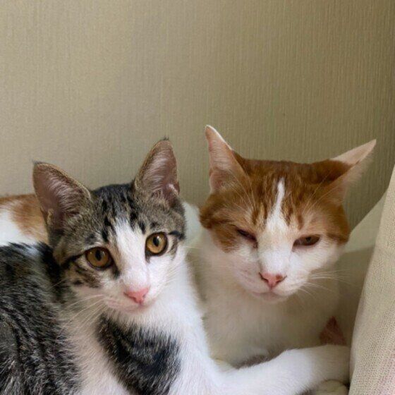 その他の猫種のリンくん