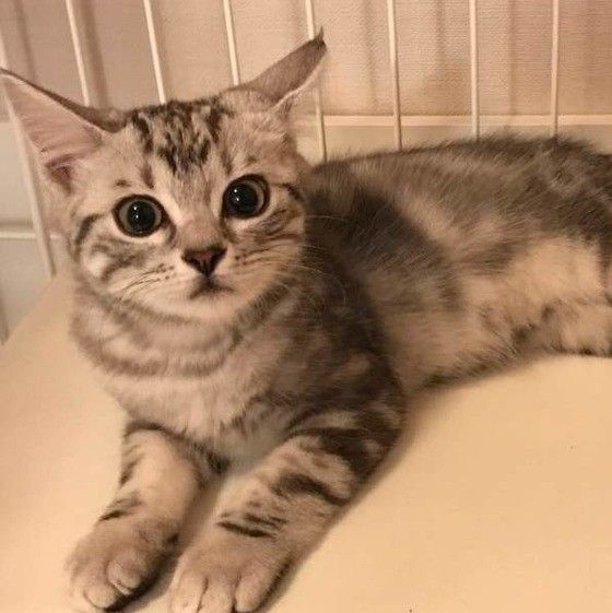 ケージの中の猫