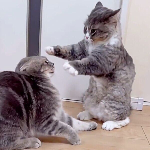 立ち上がって反撃しようとするくつ下くん