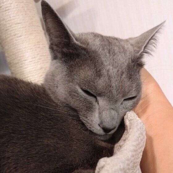 なでなでされるロシアンブルー