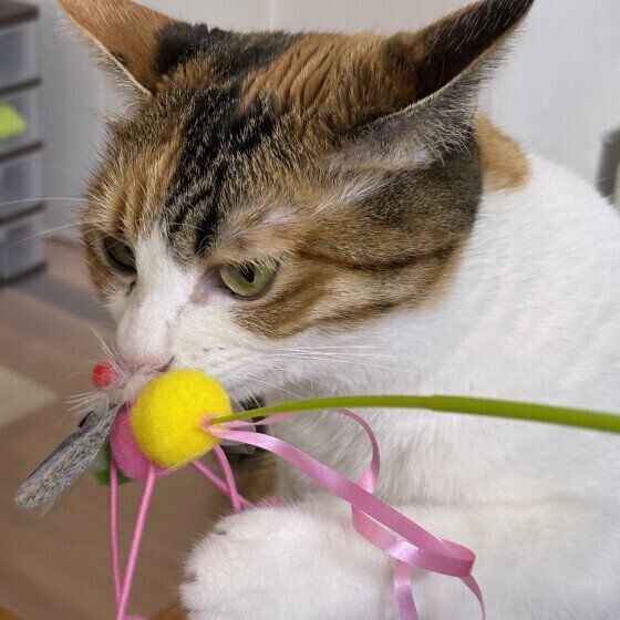 MIXミケのリコちゃん