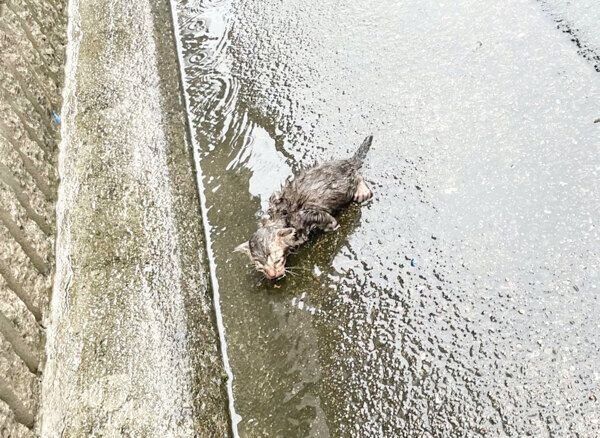 発見時のあめちゃん