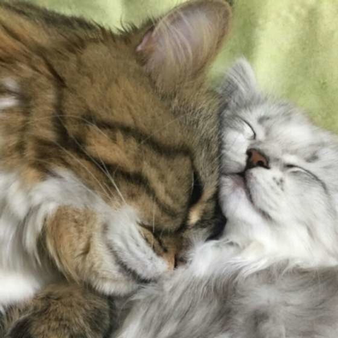 猫好きさん必見 絆に感動 かわいくて仲良しな猫の親子特集 ねこのきもちweb Magazine 猫好きさん必見 絆に感動 かわいくて仲良しな猫の親子特集 ねこのきもちweb Magazine