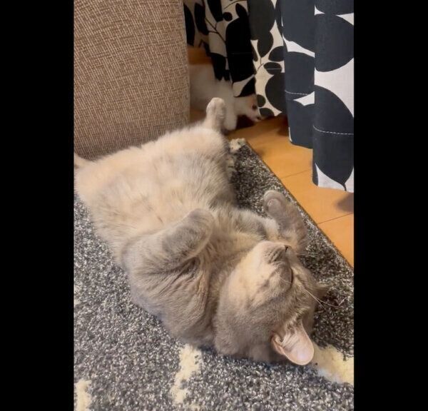 凛太郎くんのしっぽで遊ぶ和音ちゃん